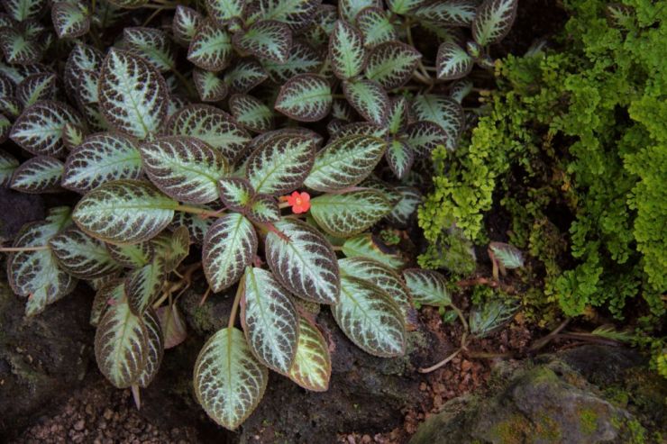 shinjuku-gyoen-garden-39