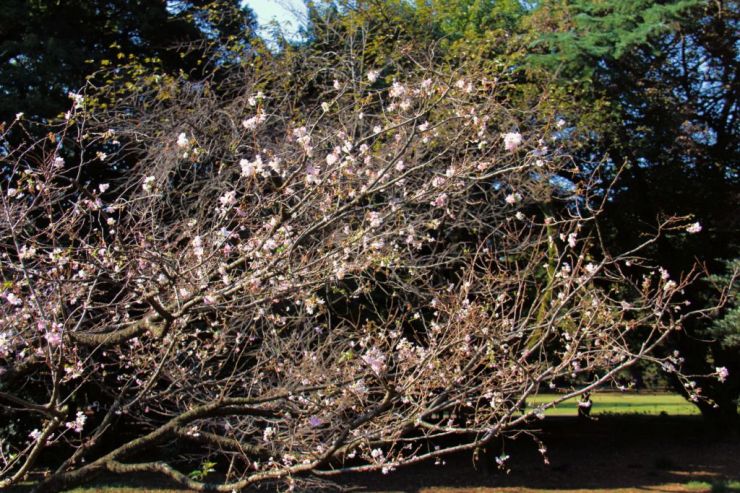 shinjuku-gyoen-garden-4