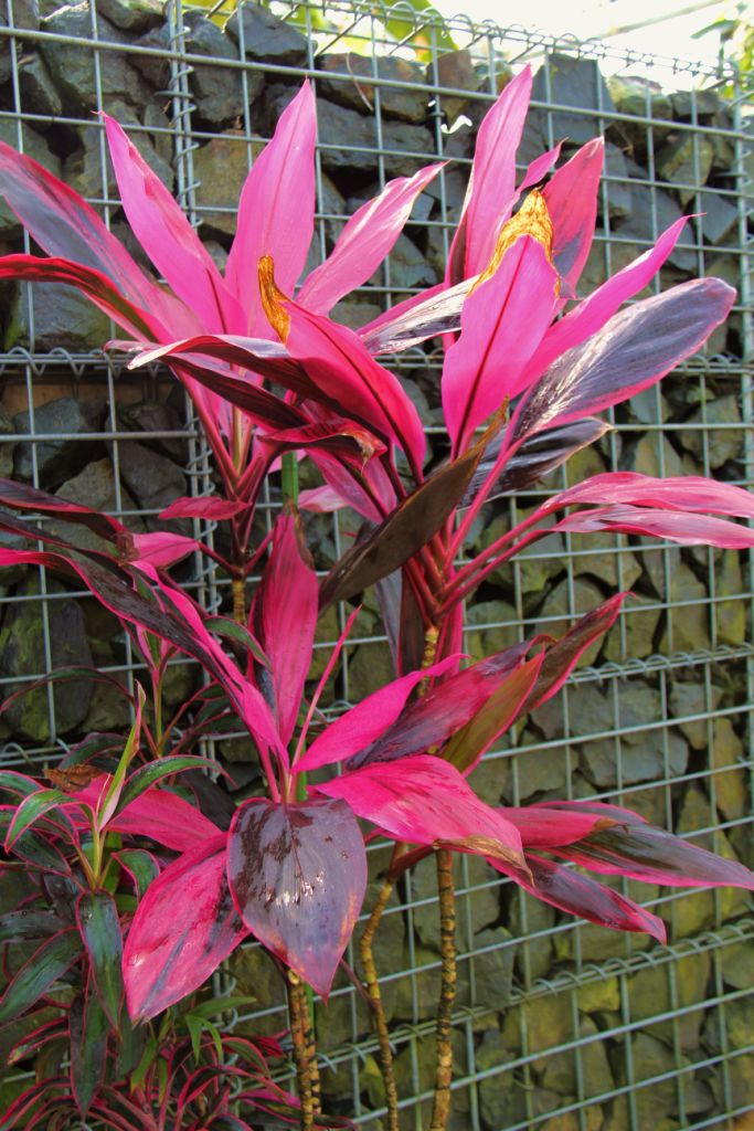 shinjuku-gyoen-garden-40