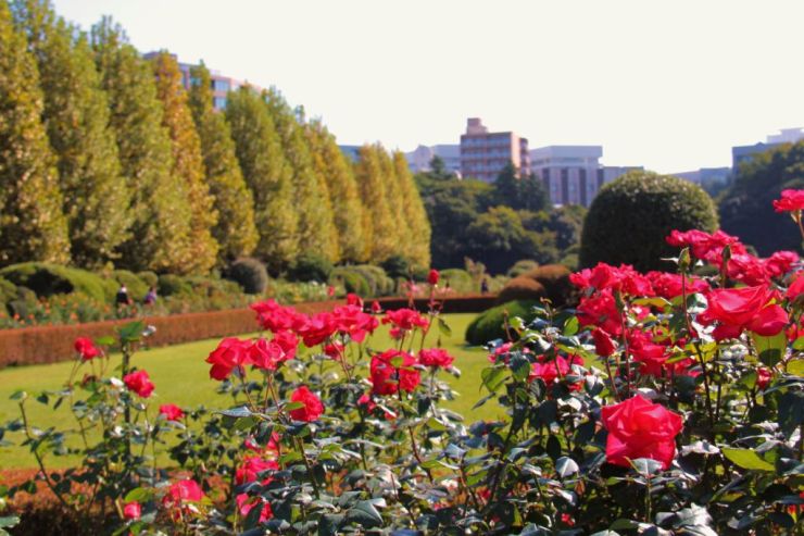 shinjuku-gyoen-garden-56