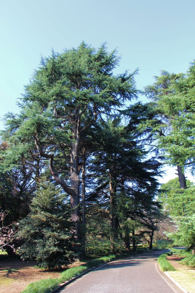 shinjuku-gyoen-garden-6