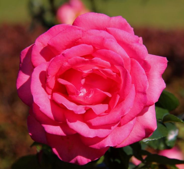 shinjuku-gyoen-garden-61