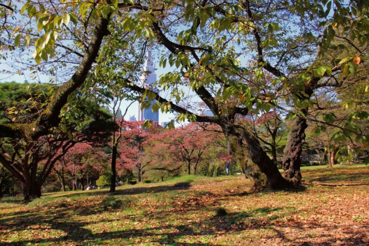 shinjuku-gyoen-garden-67
