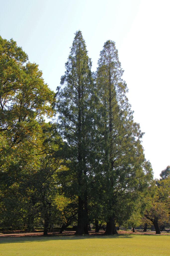 shinjuku-gyoen-garden-7