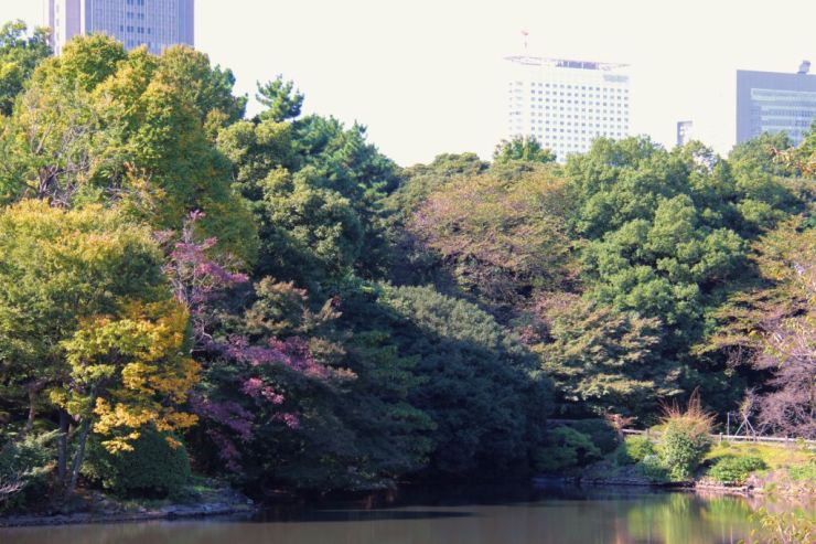shinjuku-gyoen-garden-75