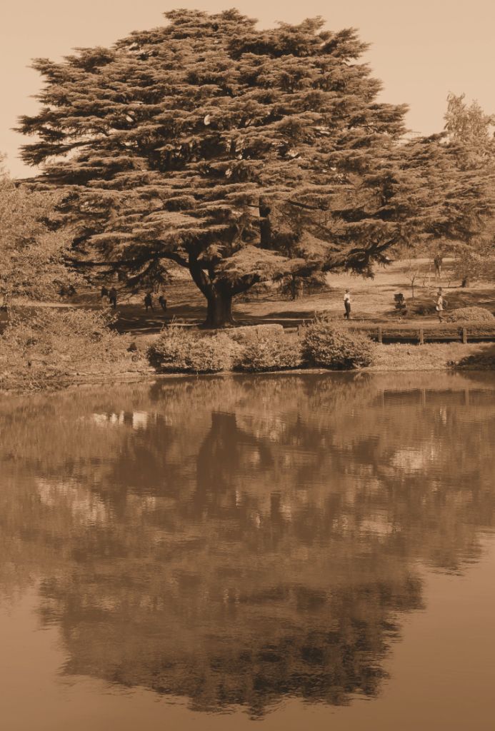 shinjuku-gyoen-garden-82