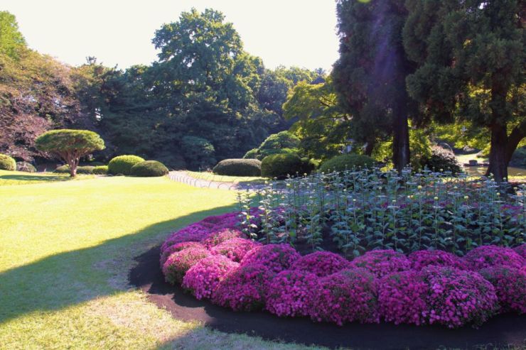 shinjuku-gyoen-garden-92
