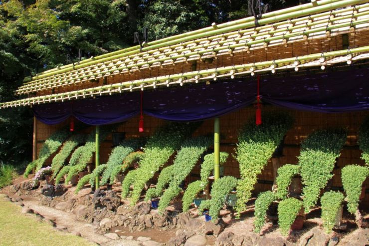 shinjuku-gyoen-garden-97