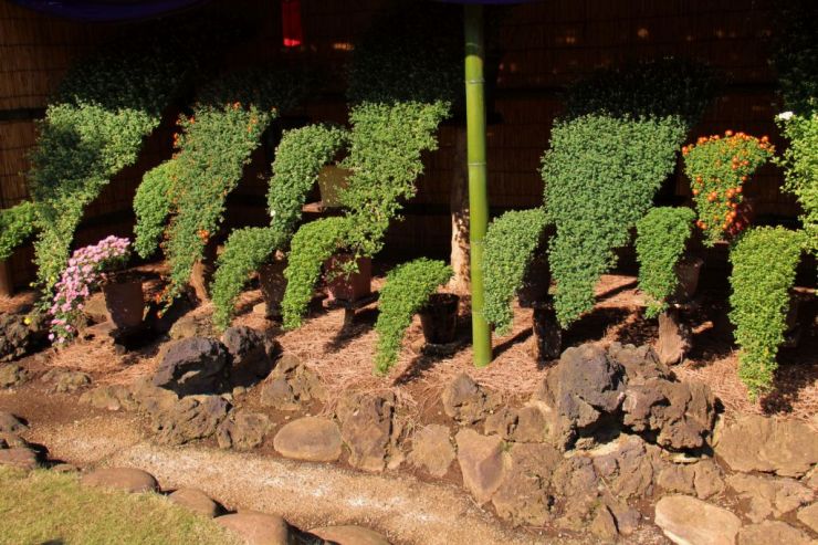 shinjuku-gyoen-garden-98