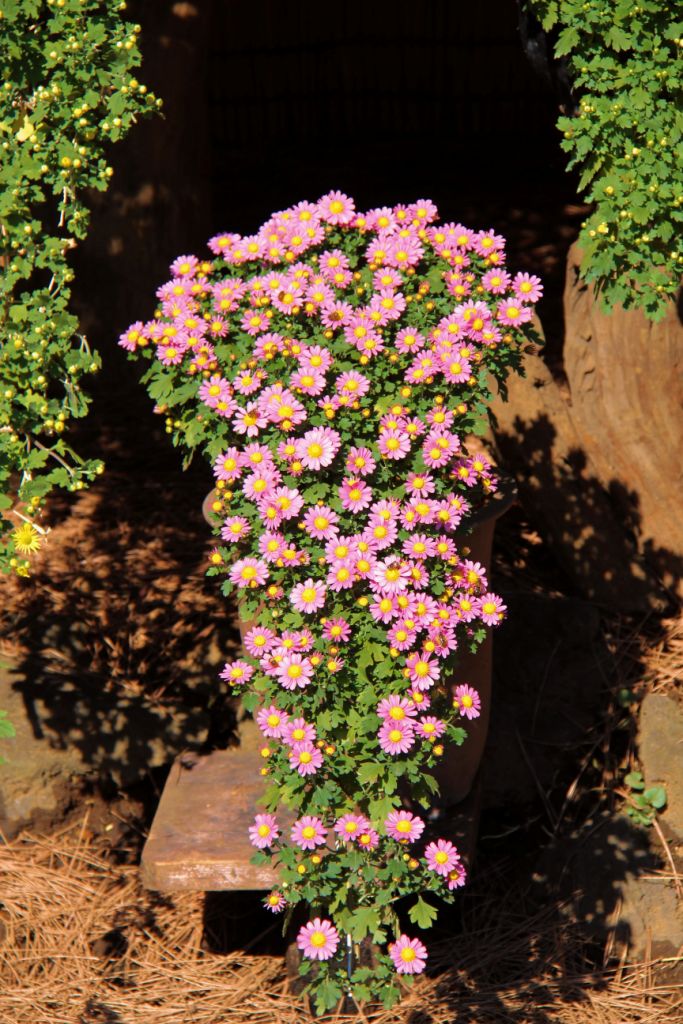 shinjuku-gyoen-garden-99