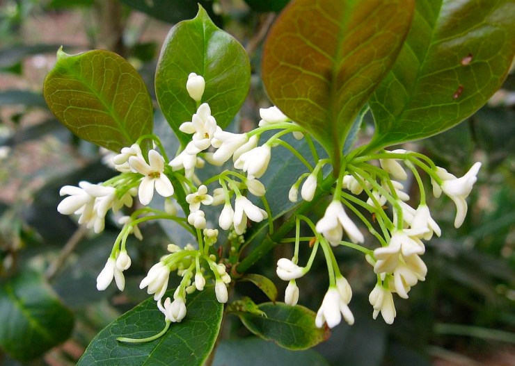 osmanthus
