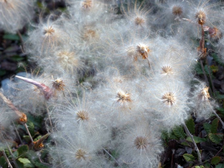 Athabasca Glacier (14)