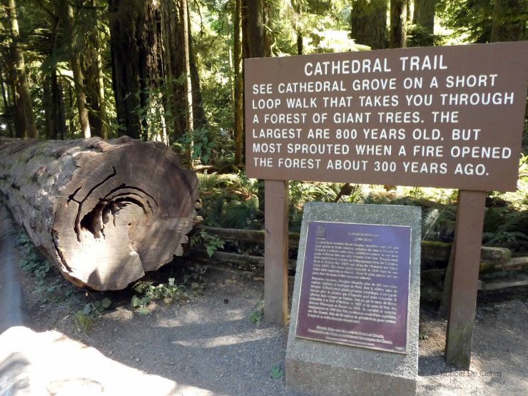 Cathedral Grove (1)