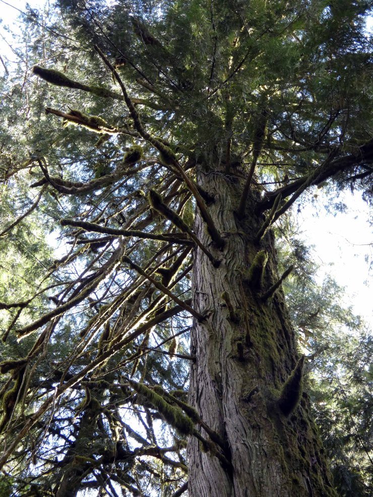 Cathedral Grove (15)