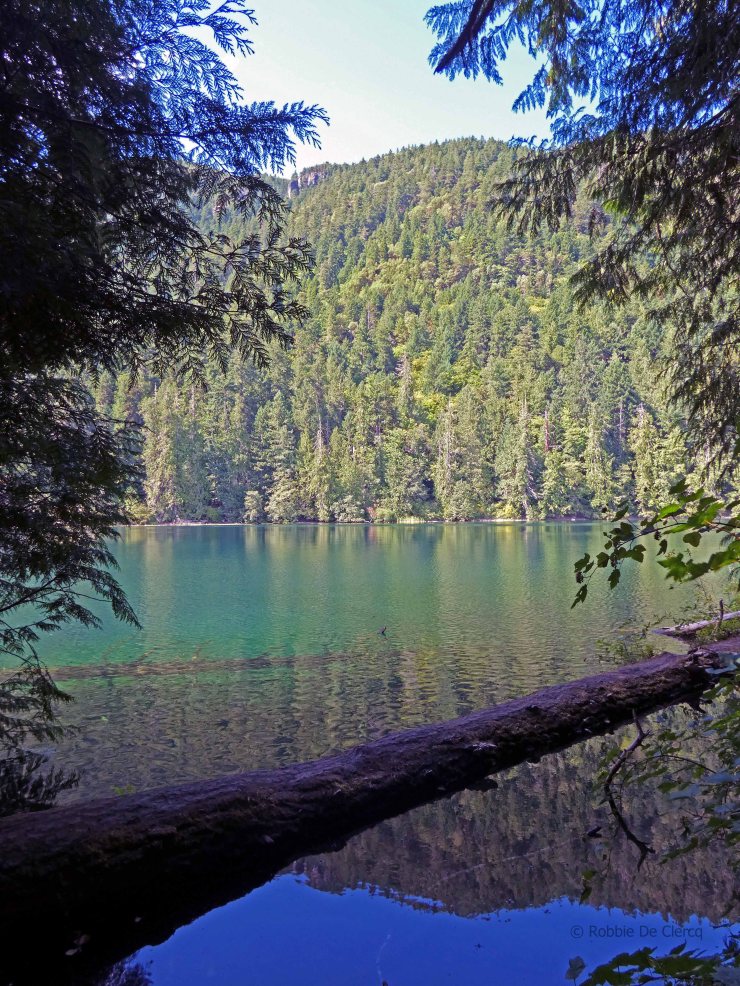 Cathedral Grove (18)