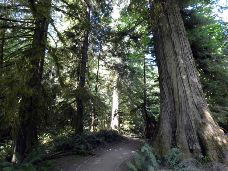 Cathedral Grove (23)