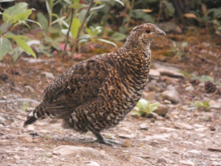 Chester Lake trail (20)