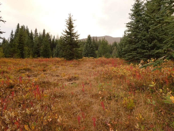 Chester Lake trail (5)