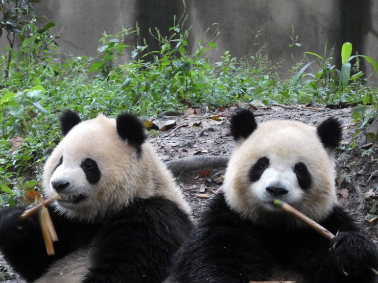 Giant Panda Research Centre (10)