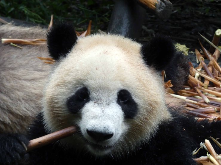 Giant Panda Research Centre (17)