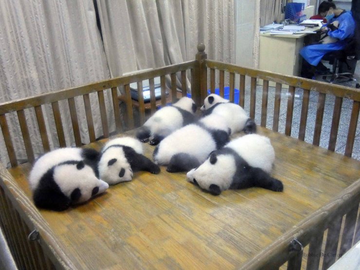 Giant Panda Research Centre (20)