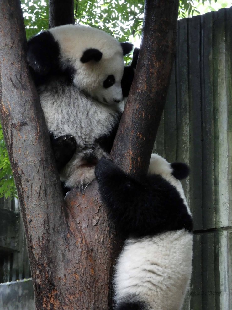Giant Panda Research Centre (26)