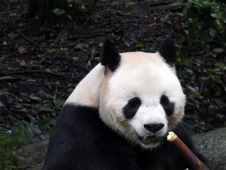 Giant Panda Research Centre (31)