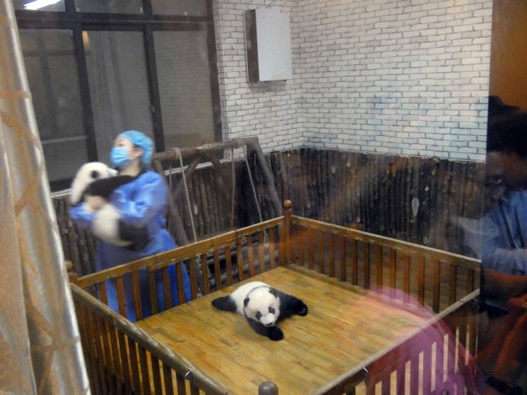 Giant Panda Research Centre (35)