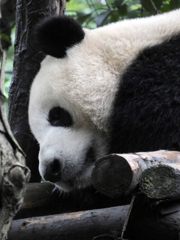 Giant Panda Research Centre (42)