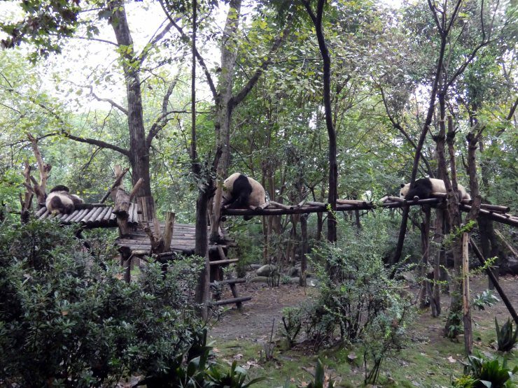 Giant Panda Research Centre (44)