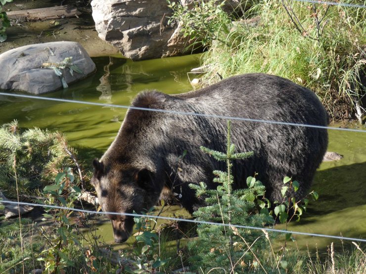 Kicking Horse grizzly bear Refuge (3)