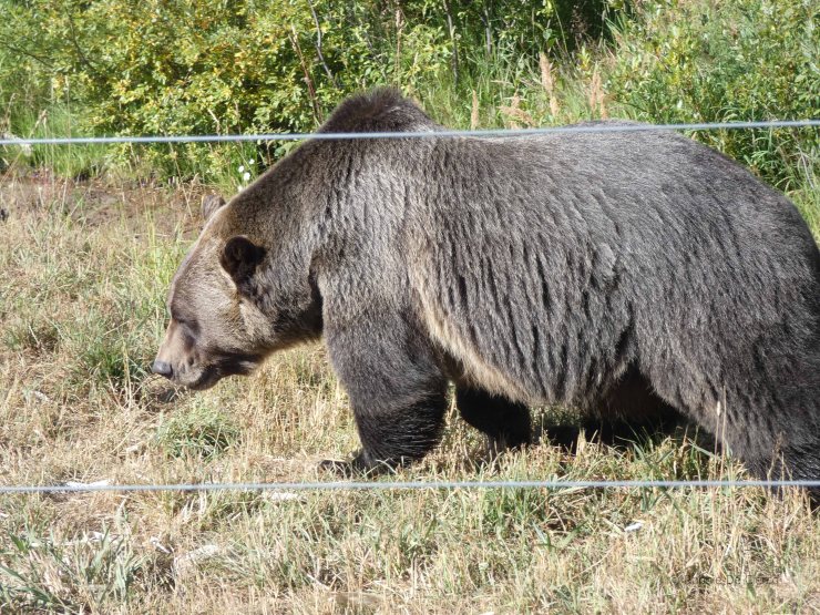 Kicking Horse grizzly bear Refuge (8)