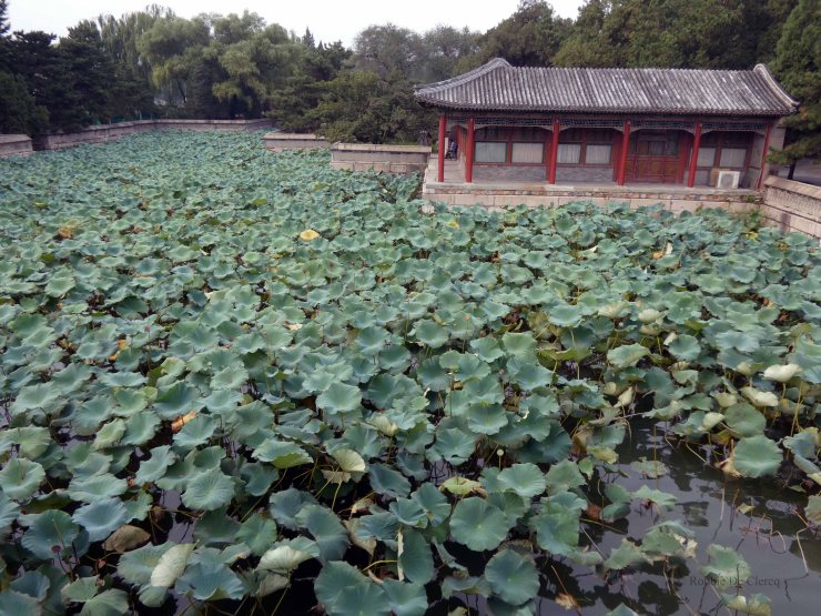 Summer Palace (34)