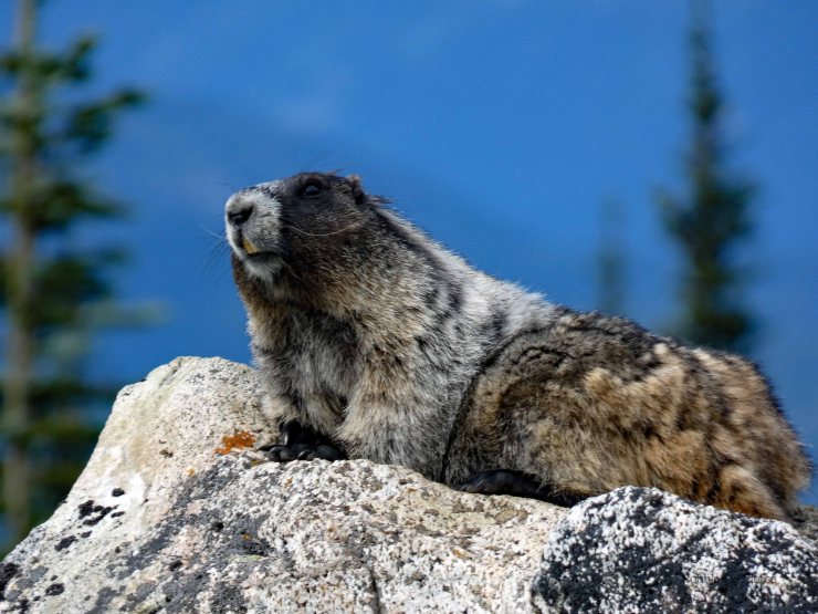 Whistler mountain (34)